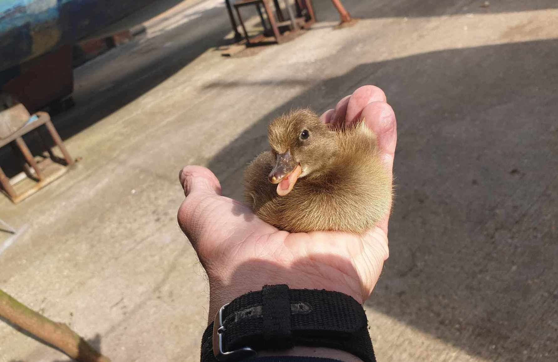 Dog the duck as a duckling. Picture: Mark Colyer
