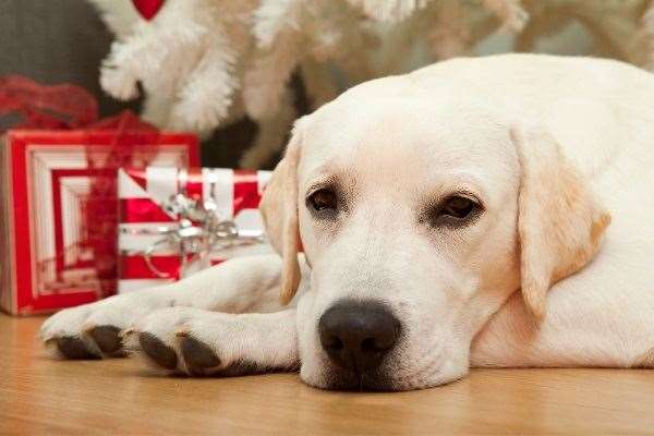 Defra and The Kennel Club are warning people to be cautious in attempt to buy a new pet for Christmas