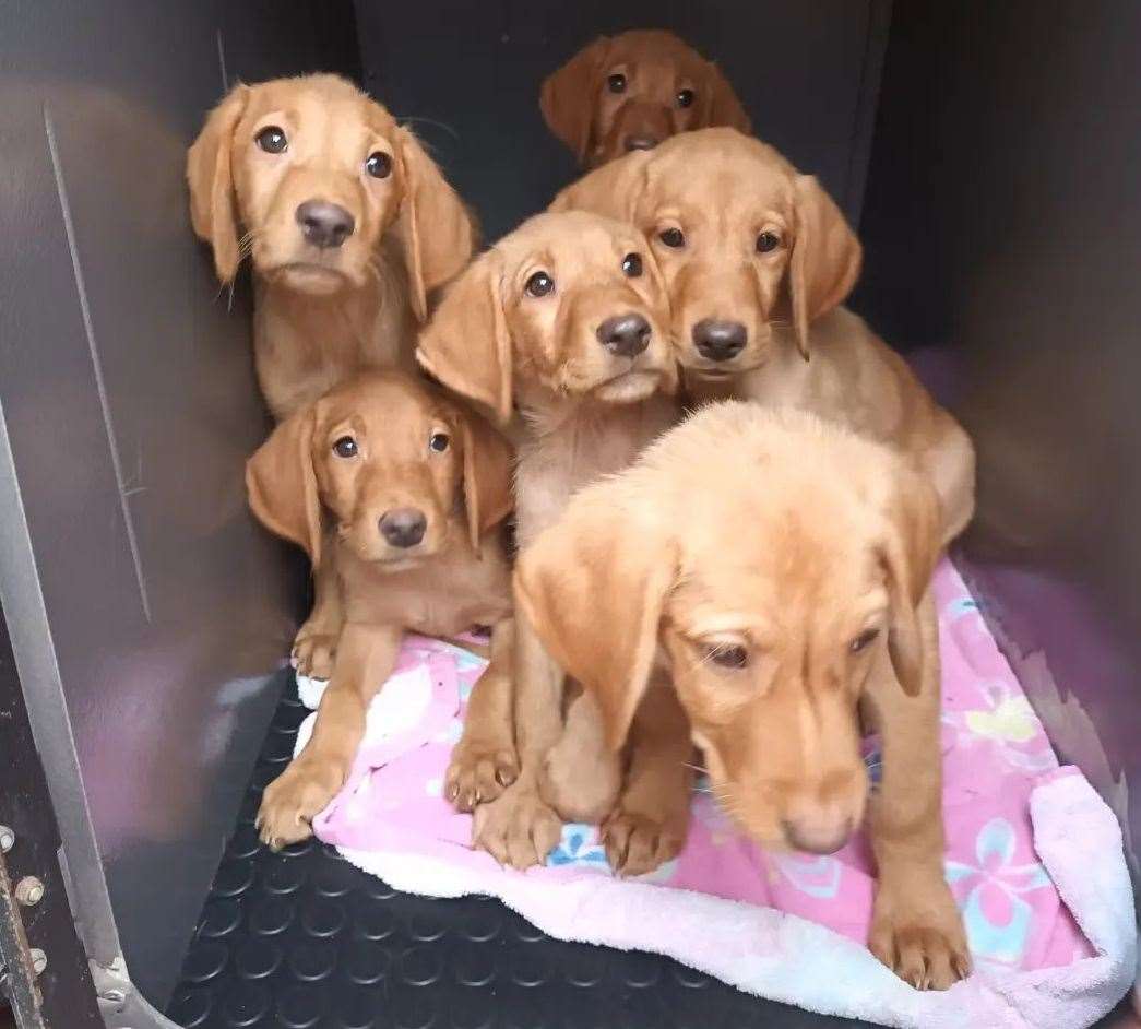 The seven pups were found dumped by the A249 in Swale. Picture: Swale Borough Council Stray Dog Service