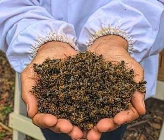 The bees died in their thousands