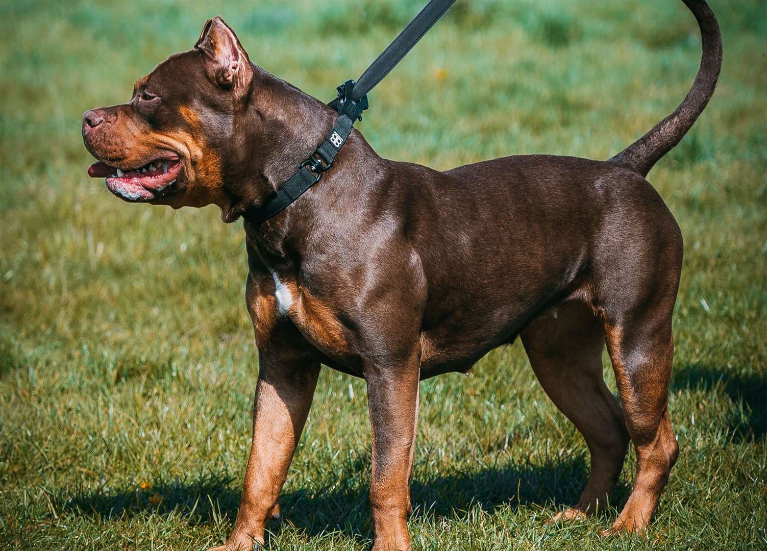 The RSPCA fears some owners are struggling to understand if their dogs are XL Bully breeds. Image: iStock.