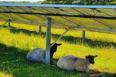 Sheep are able to graze under the panels at other solar farms