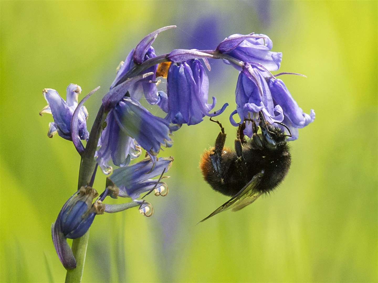 A bumblebee clings to a bluebell