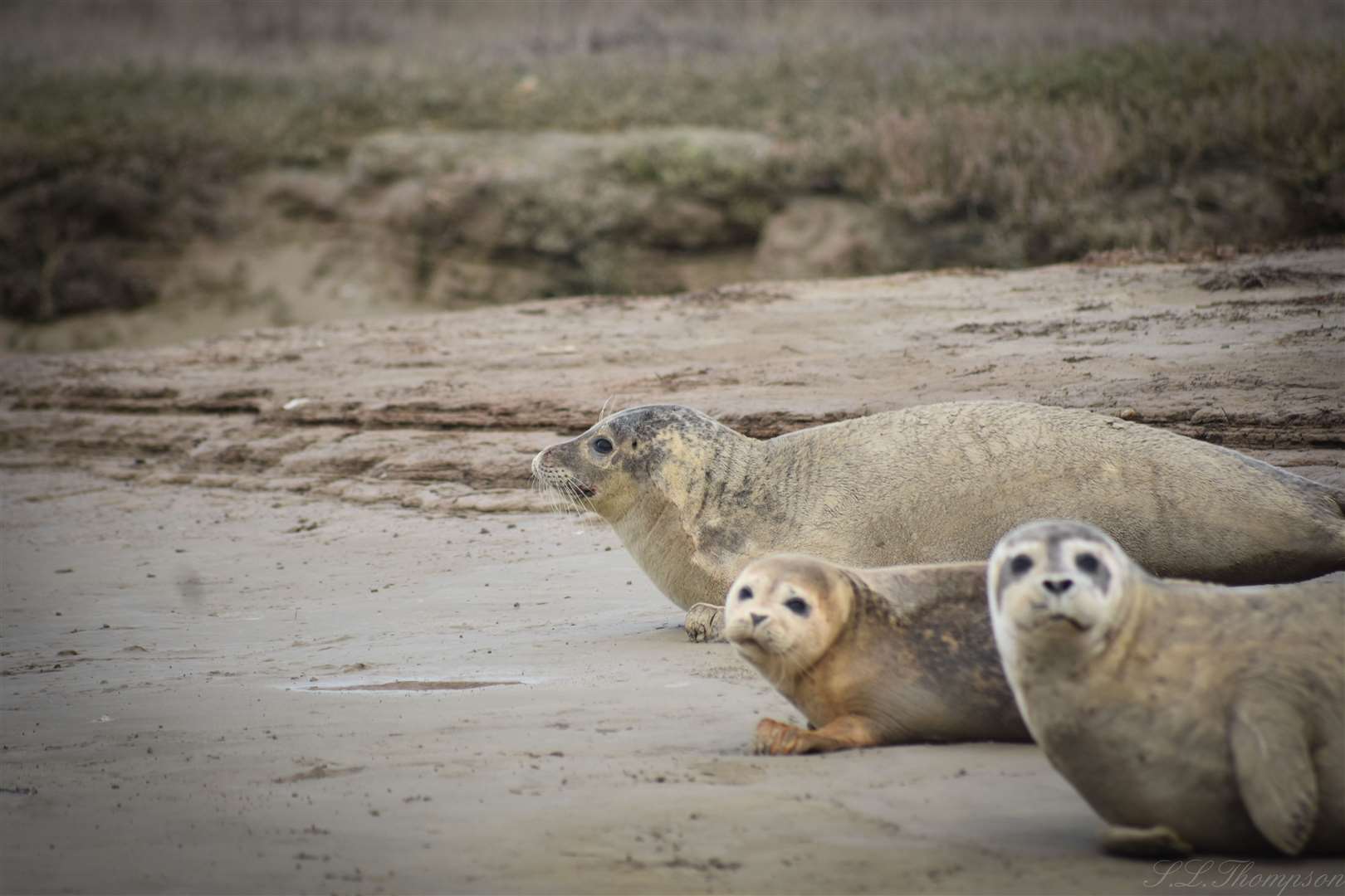 Common seals given birth in June or July and grey seals give birth in November. Picture: Sherece Thompson