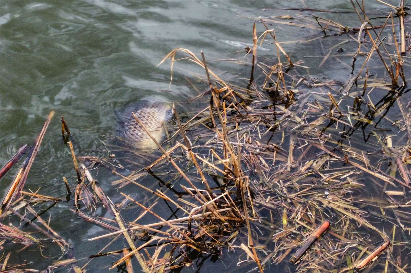 A dead fish in the lake at Gravesend. Image from Jason Arthur