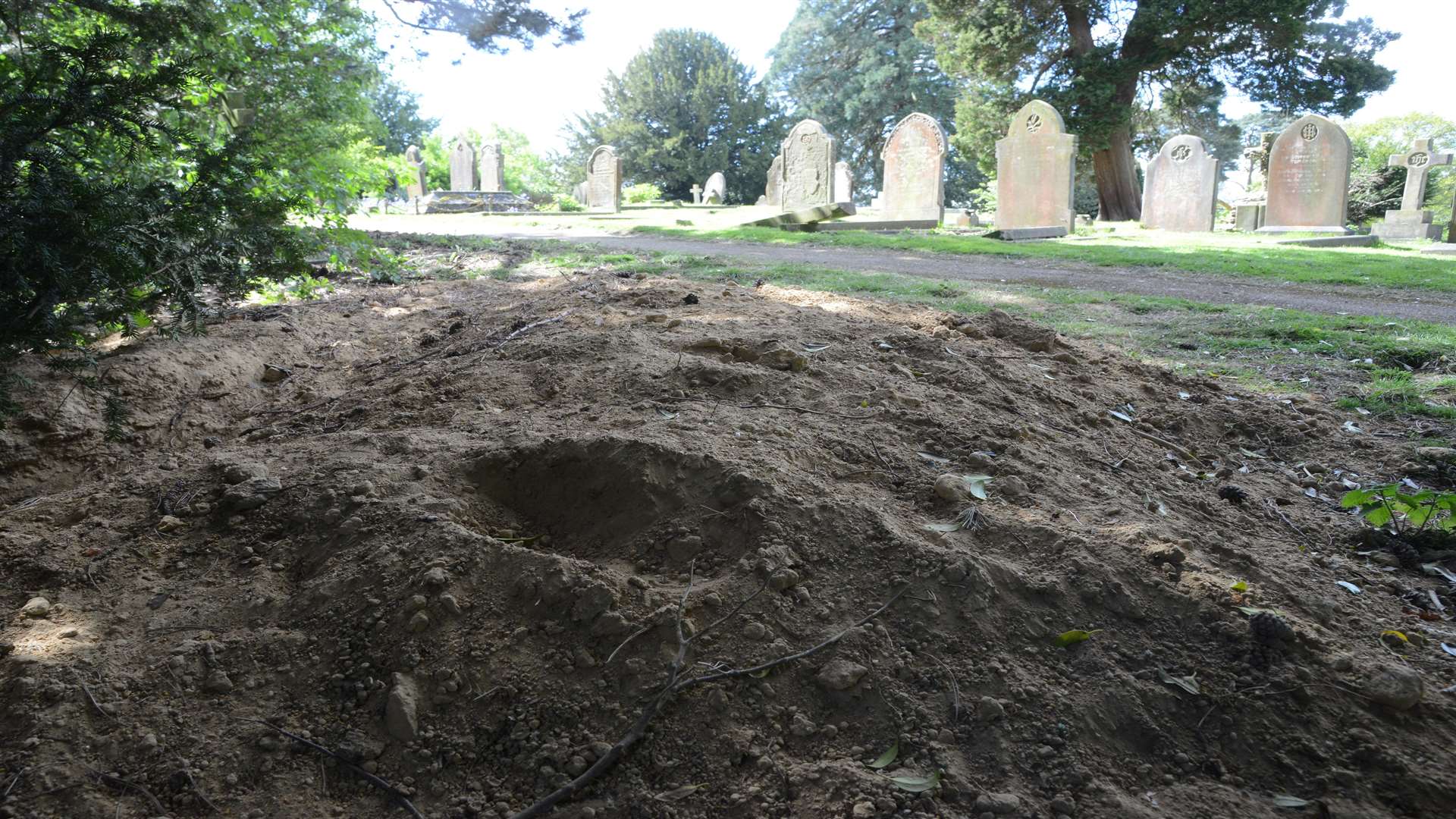 A hole dug by badgers at Cranbrook Cemetery