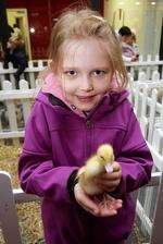 Sophie Clark, seven, with a chick from the Reindeer Centre