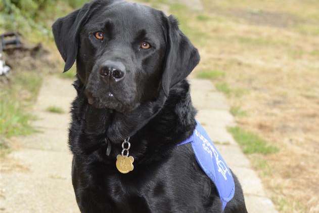 Ex-soldier John Newcombe's support dog Blue