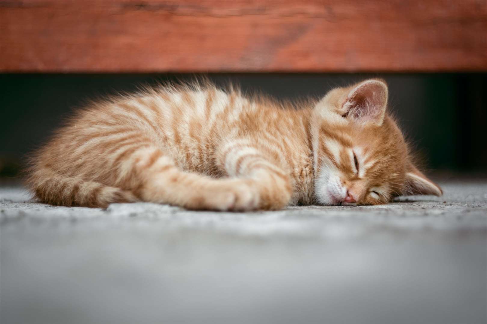 Cats can sleep up to 16 hours a day. Picture: Pixabay, Pexels
