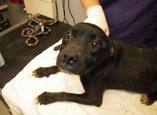 The dog was found in appalling conditions