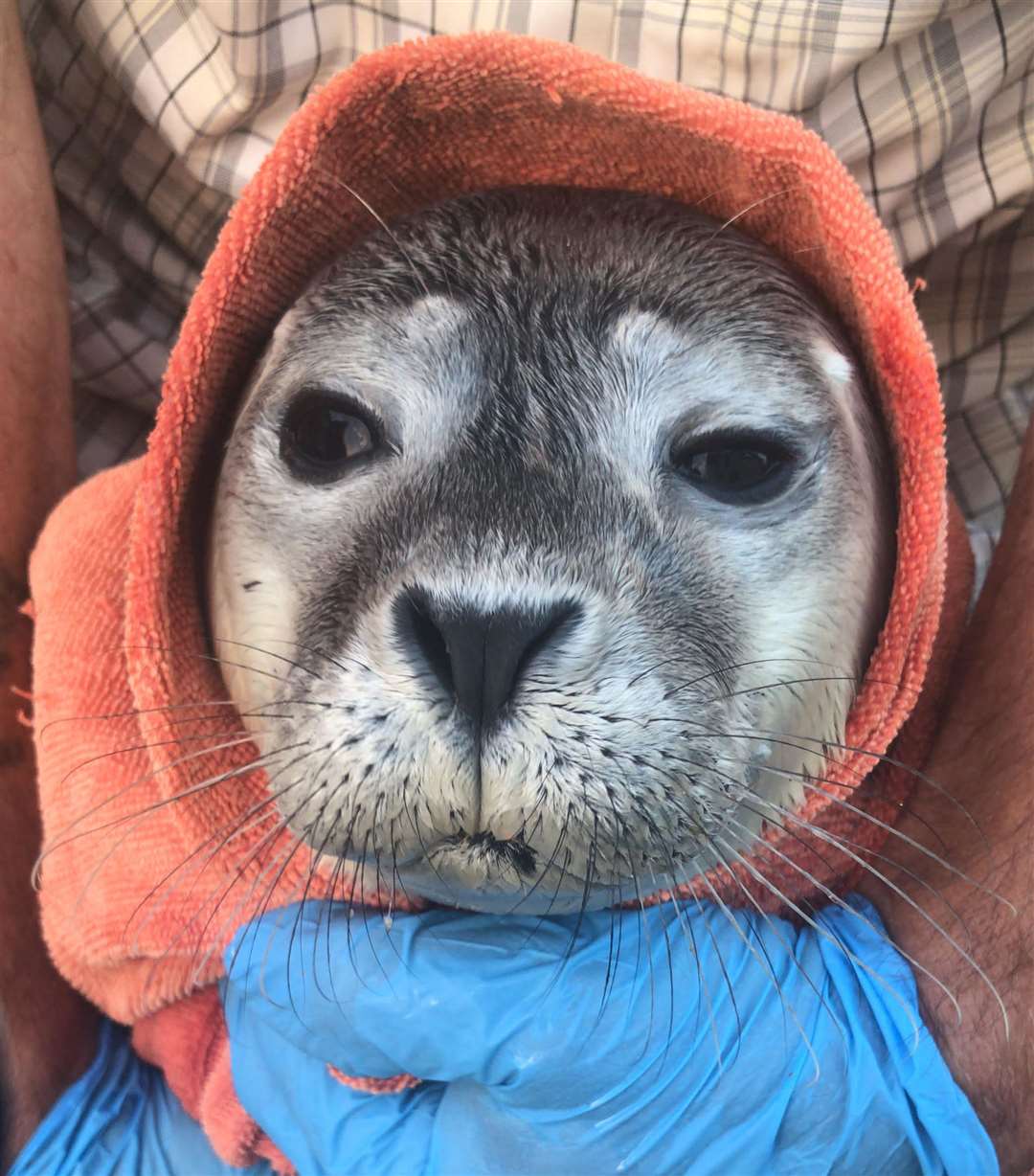 A seal rescued by the British Divers Marine Life Rescue