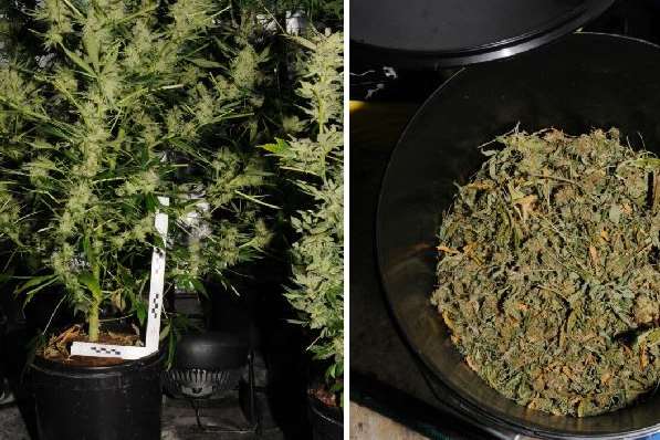 The plants were discovered during a search. Picture: Kent Police