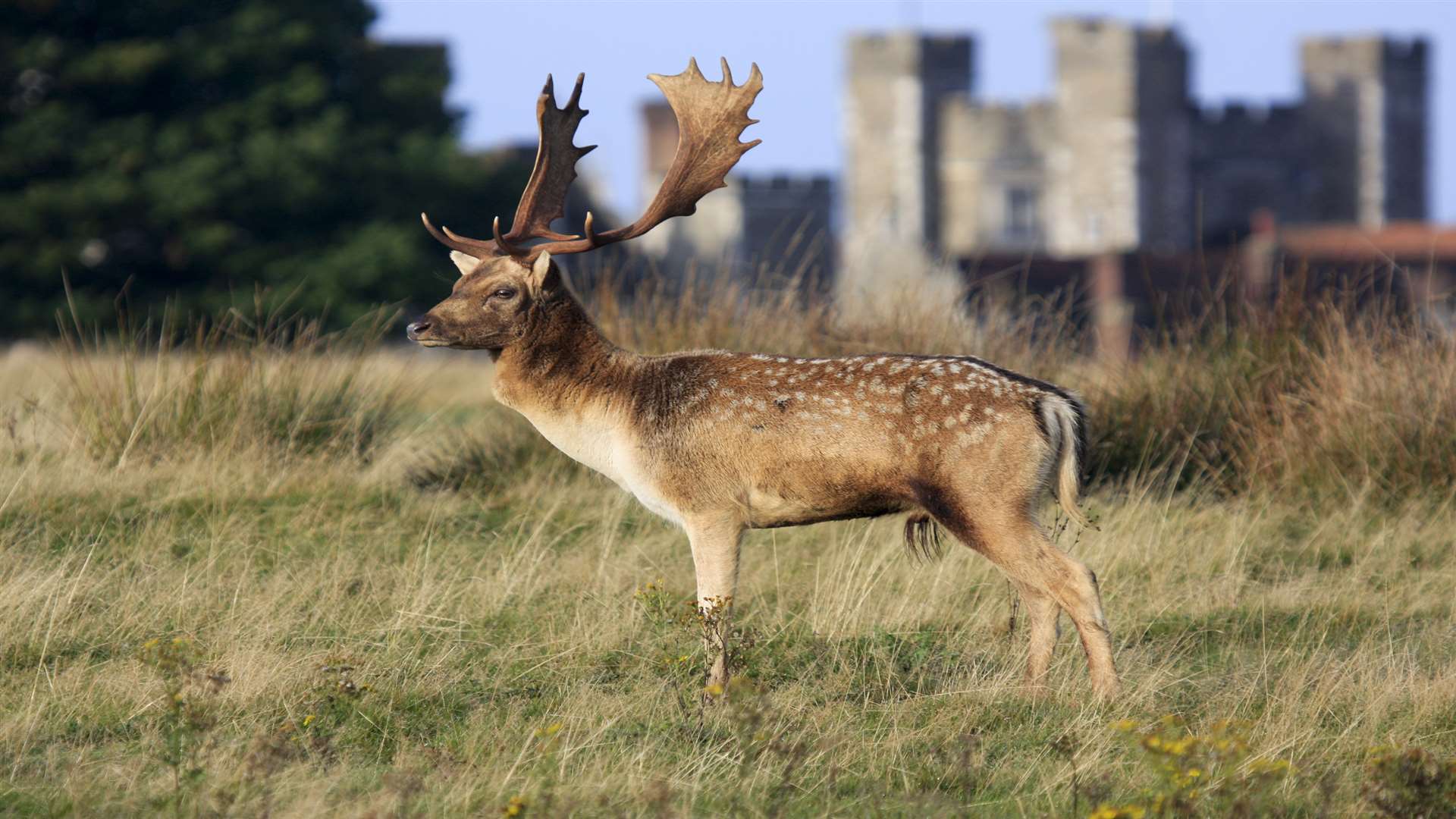 Get to know the locals at Knole Park