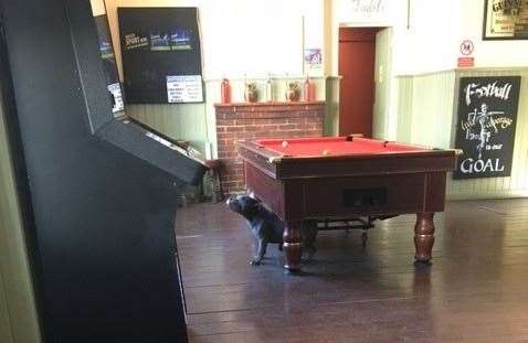 When I finally stopped scratching his back AJ took advantage of the pool table not being in use to do the job himself