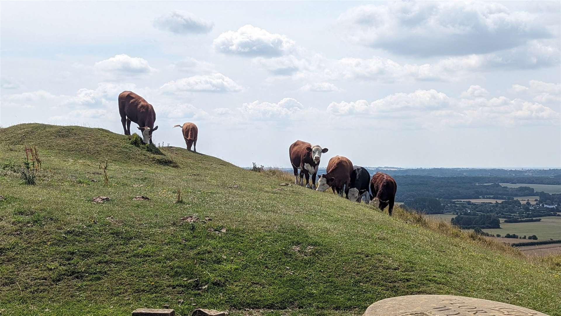 Cows grazing high above the Kent countryside below
