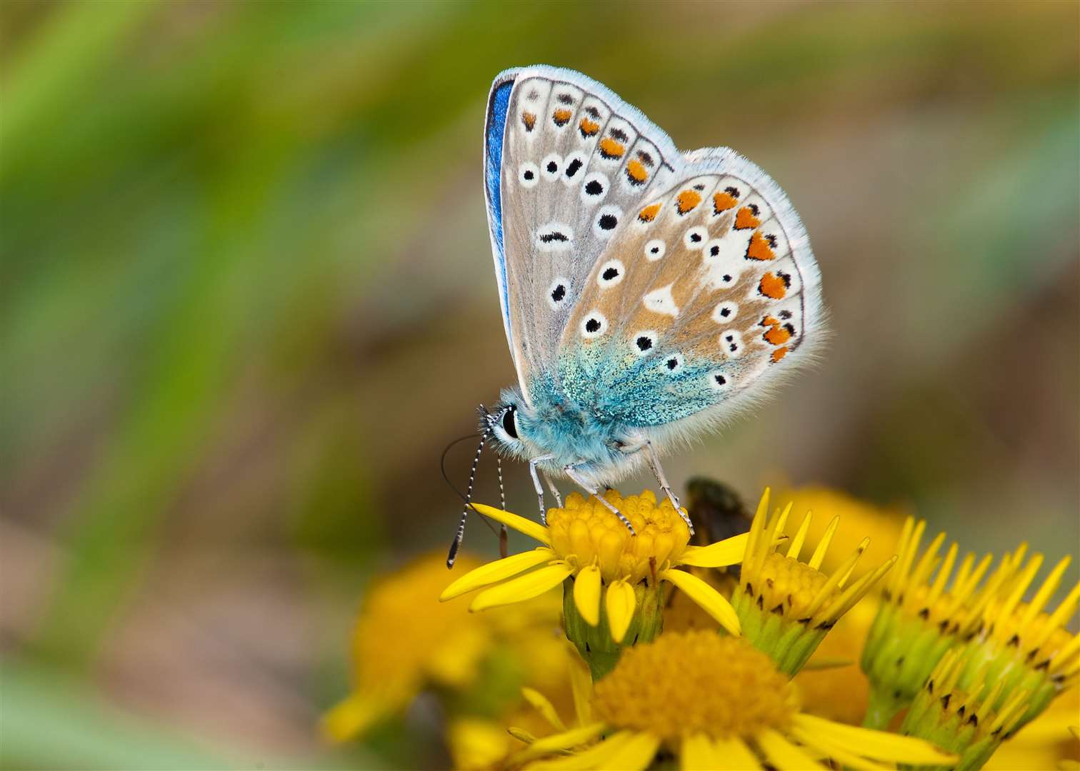 Common Blue butterfly feeding on a flower. Image: Adobe stock image.