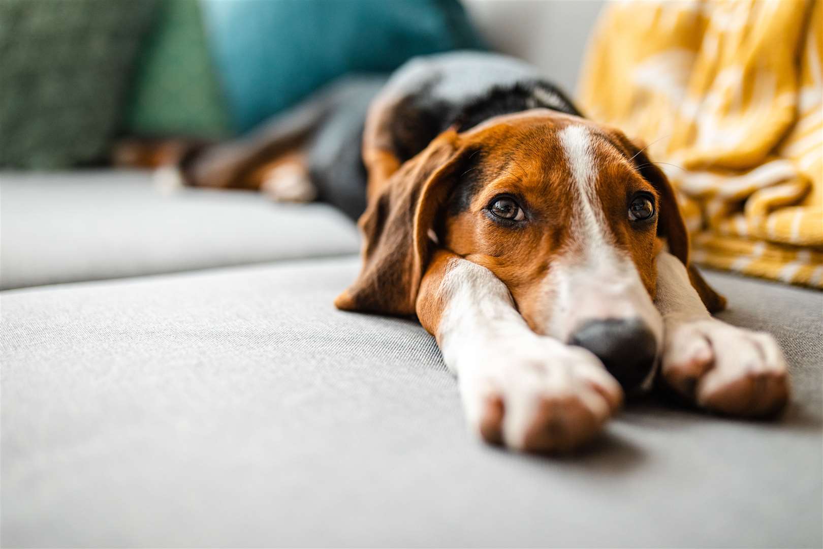 Pet expert Rachel Rodgers provides advice on how you can curb your pets’ bad habits. Stock picture