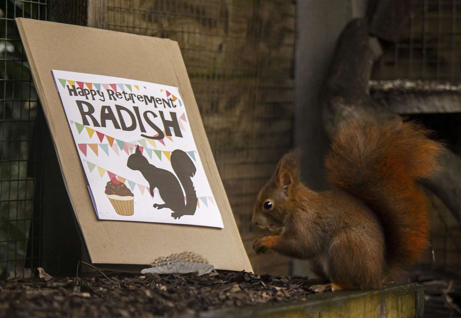 Radish the red squirrel Picture: SWNS/Wildwood