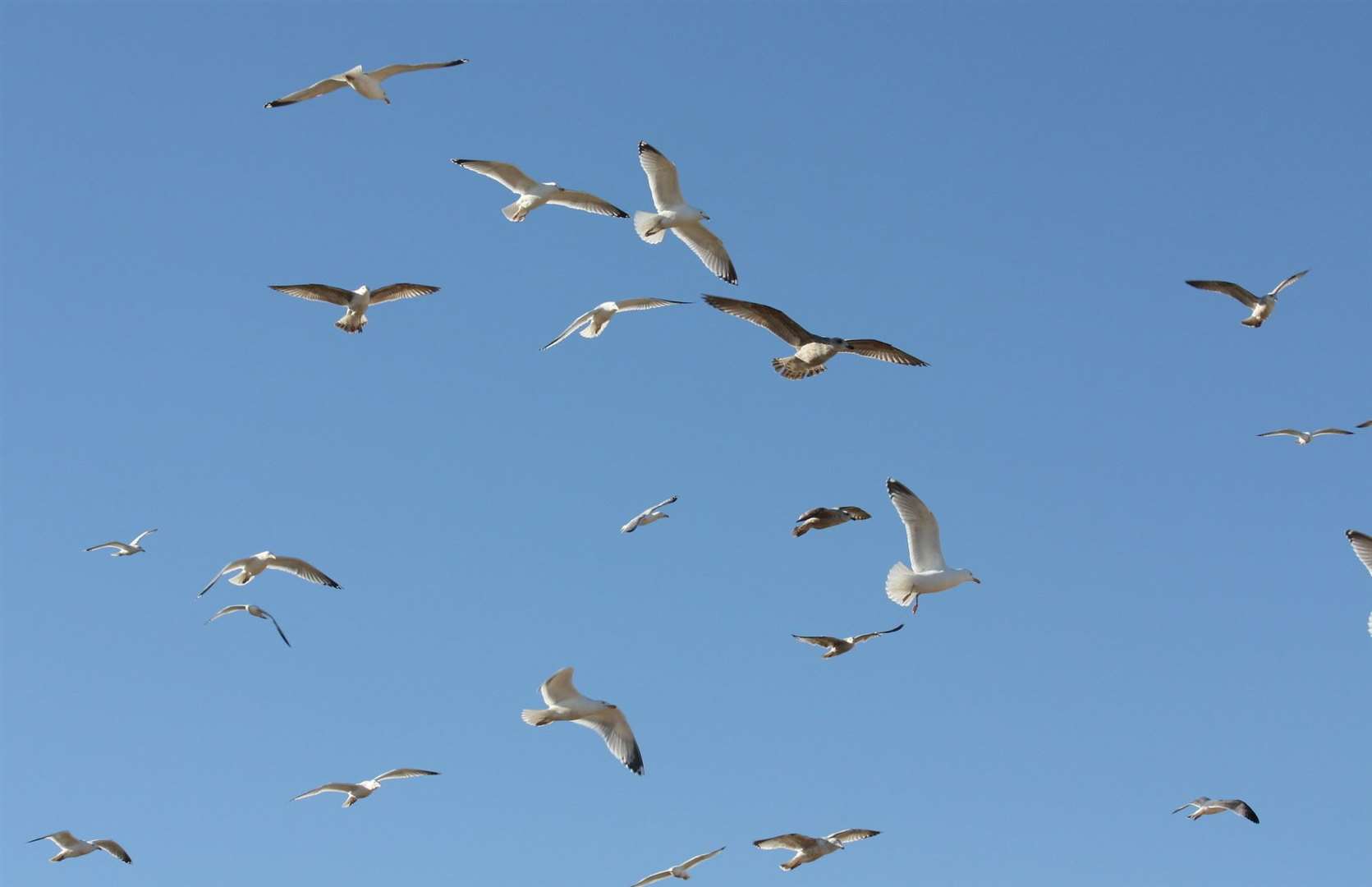 Milder climates have prompted birds to fly the wrong direction