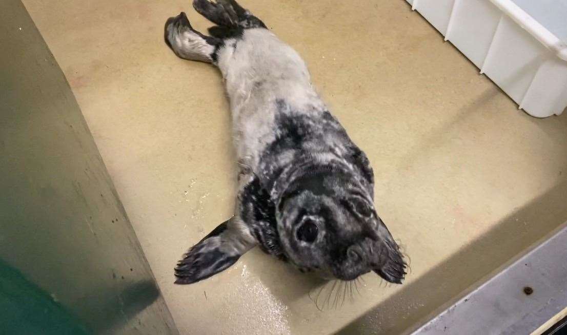 The seal pup is recovering well after treatment. Picture: RSPCA (43770411)