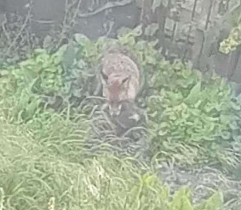 Pictures taken by a neighbour show the fox with a black and white cat Louisa belives to be her beloved Doris taken from her garden in Margate (11703510)