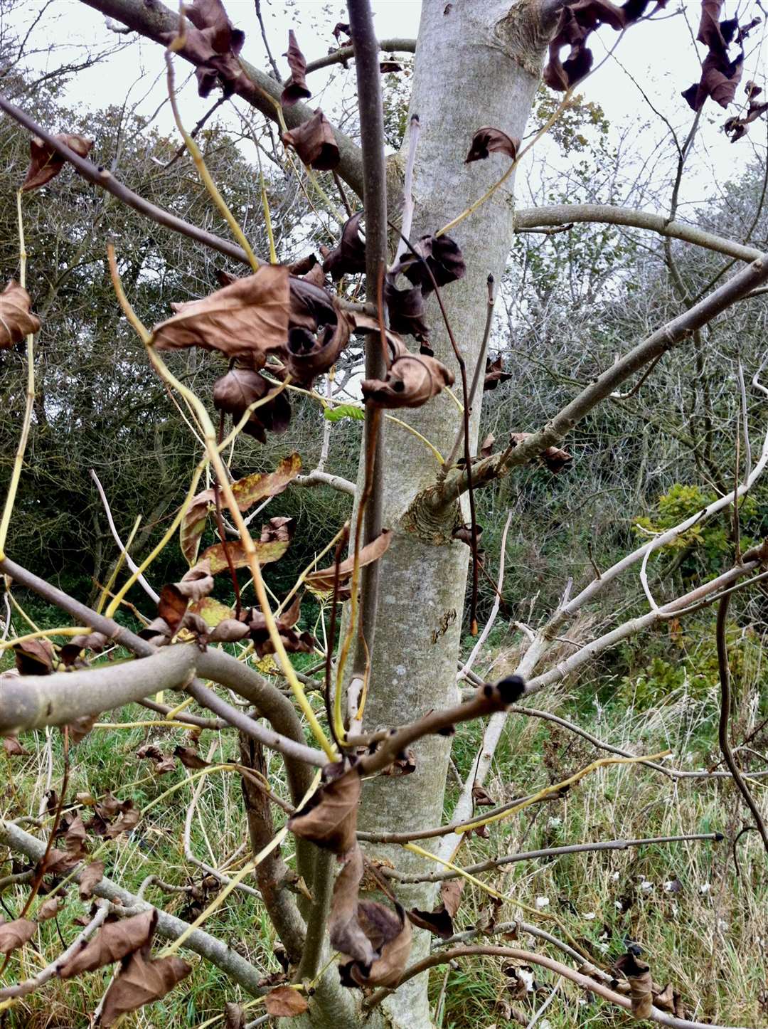 Ash dieback can reduce the canopy of trees and cause leaf loss. Picture: Caroline Fitton