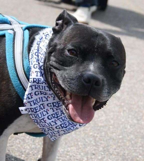 Romeo, a Staffy, aged 8 died after a trip to Minster Leas. Picture: Sarah Baker