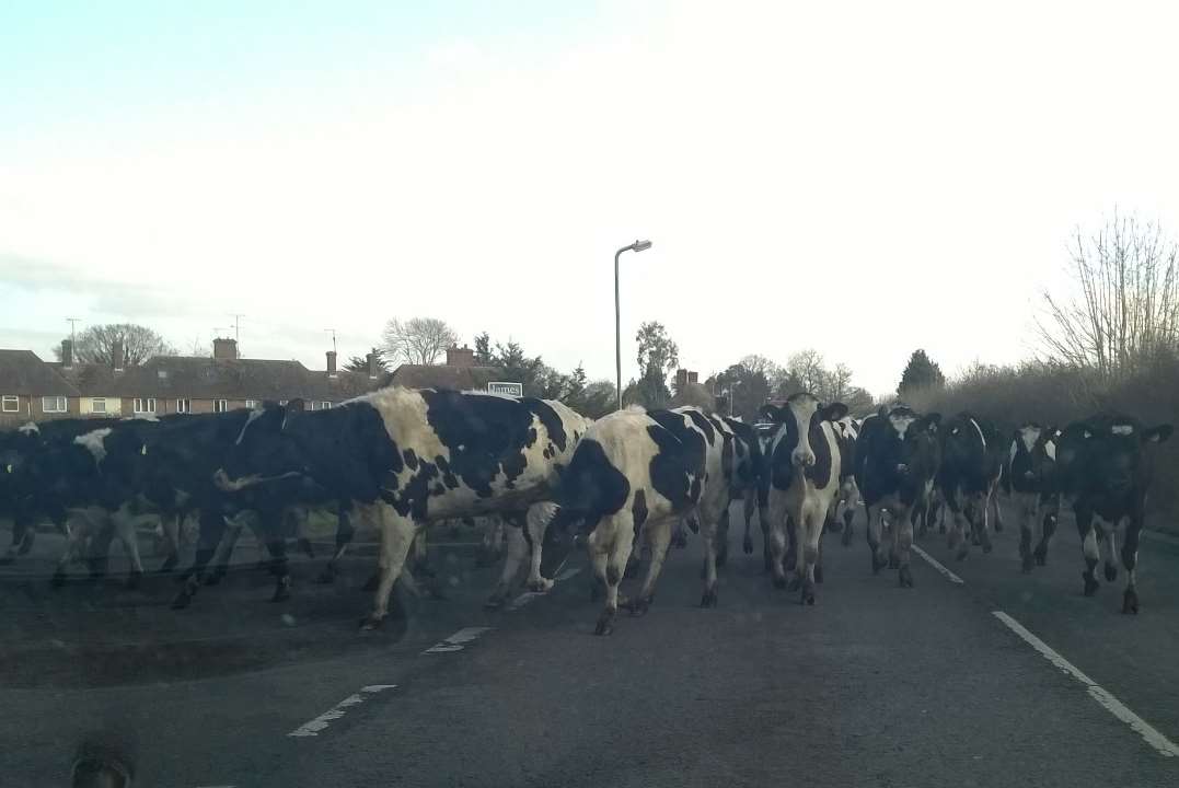 Cows brought traffic to a standstill on the A28