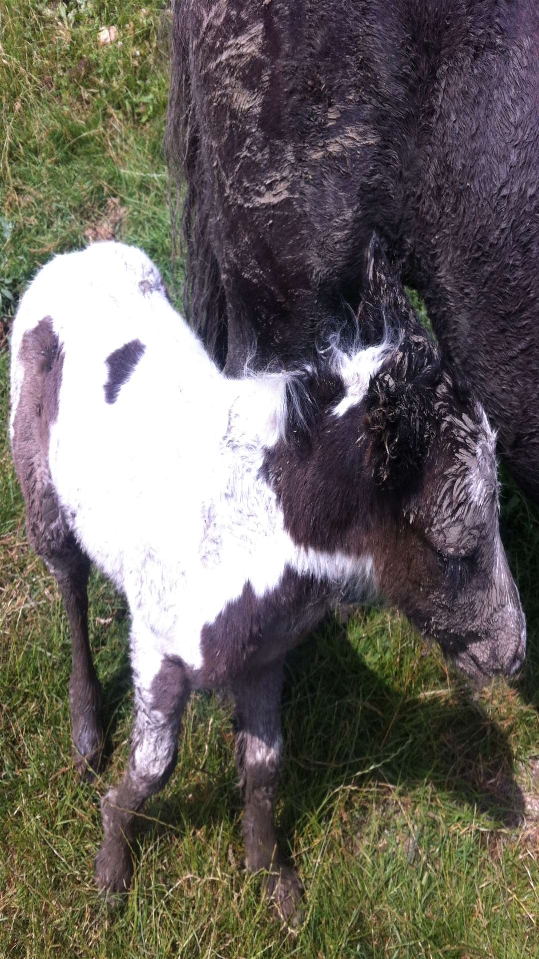 Foal, hours old and caked in mud