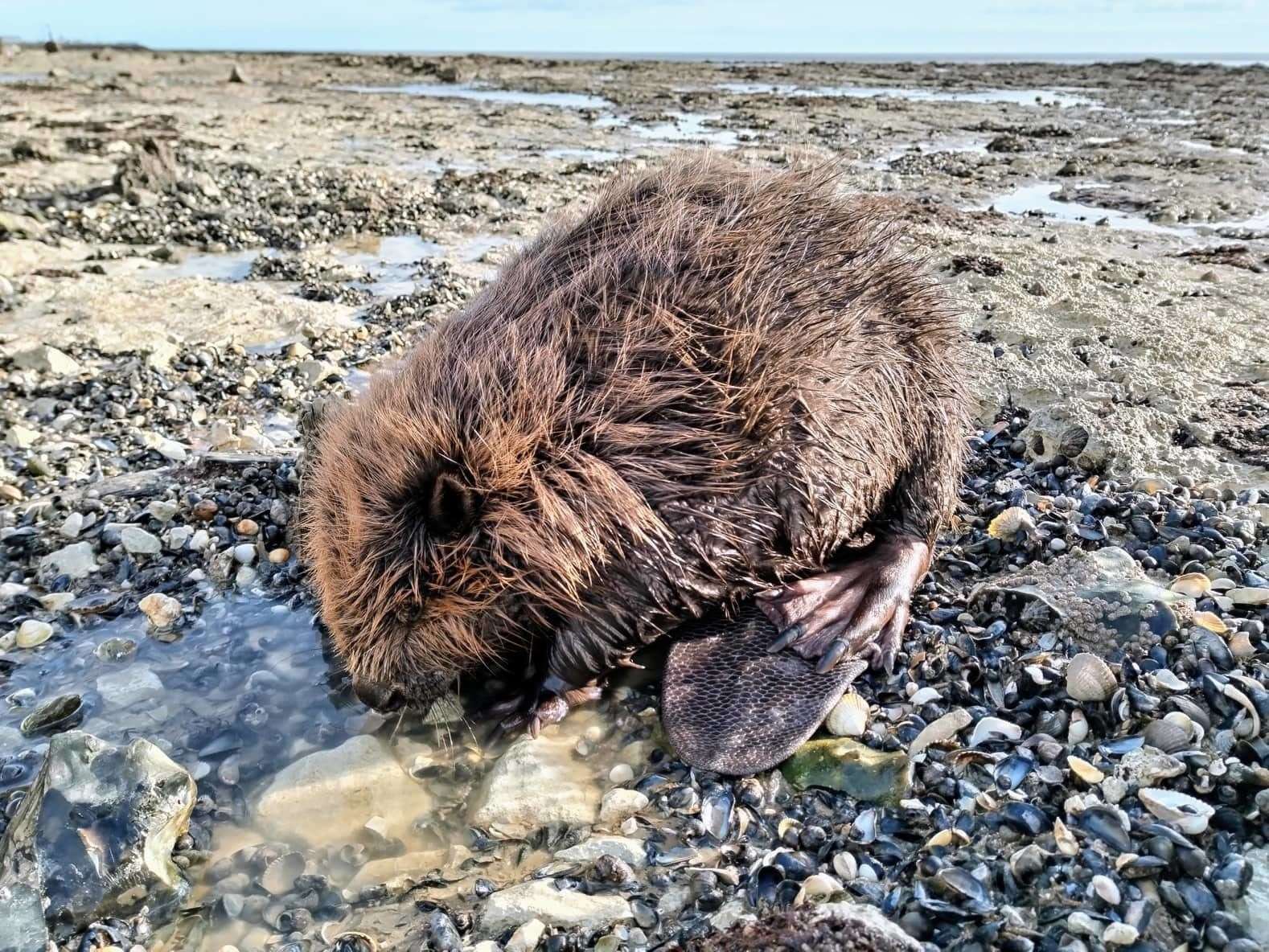 One of the sick beavers found in Thanet, which later died. Picture: Nik Mitchell