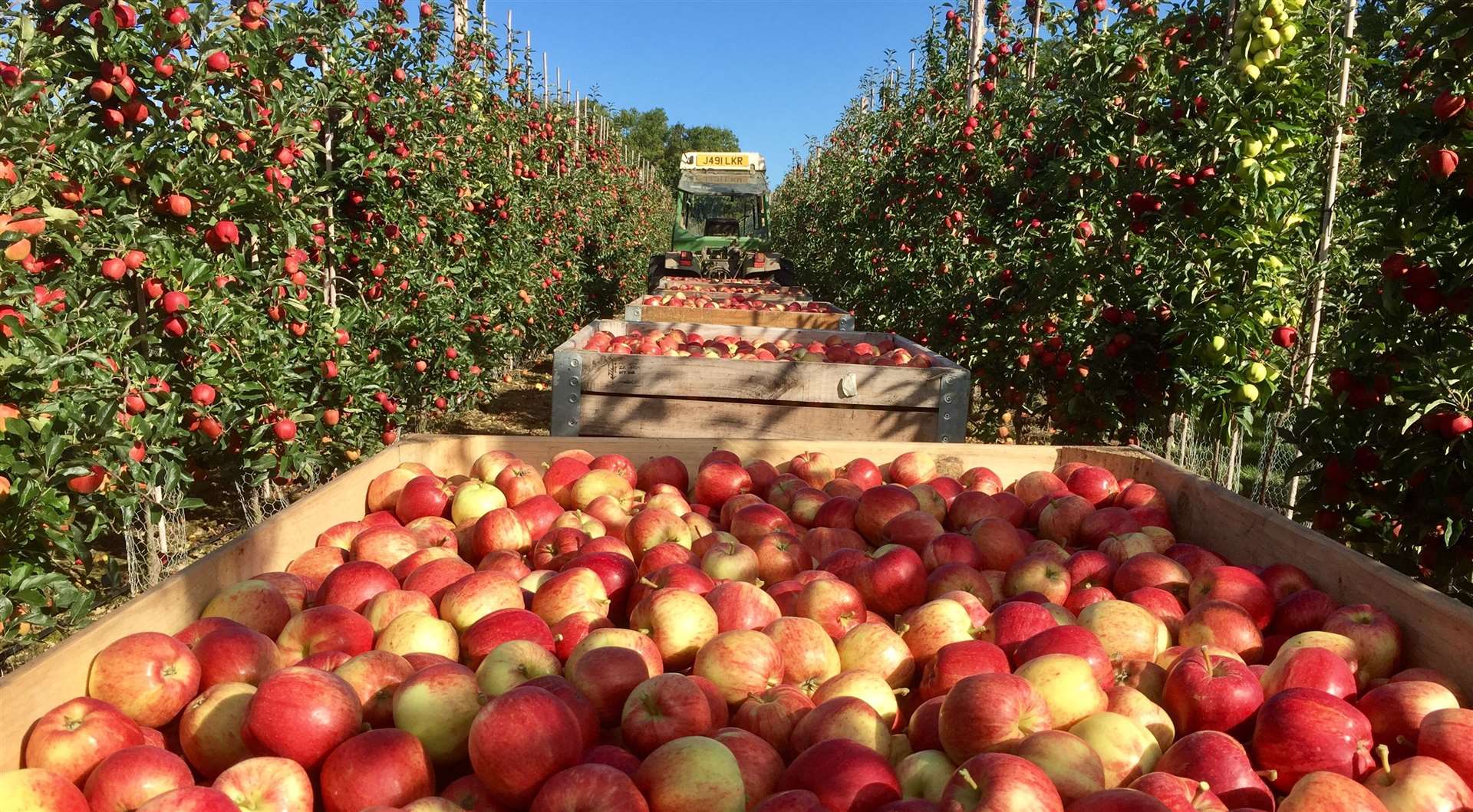 The 2019 Kent apple harvest got underway in August.