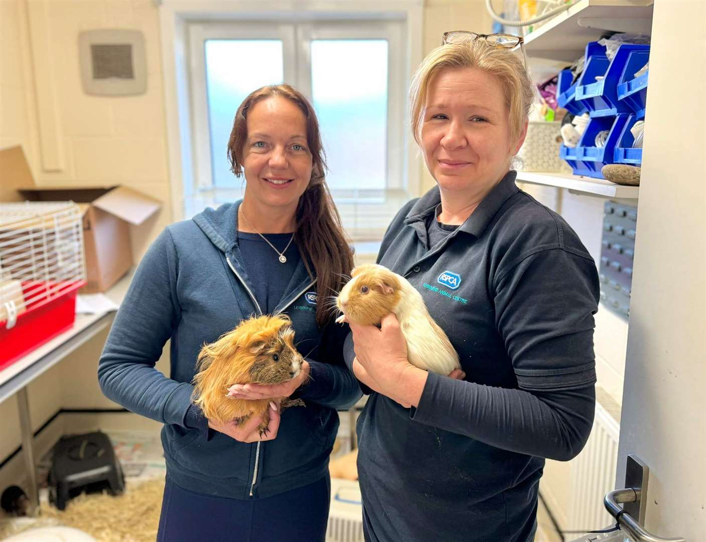 Staff are appealing for help to rehome 93 adorable guinea pigs. Picture: RSPCA