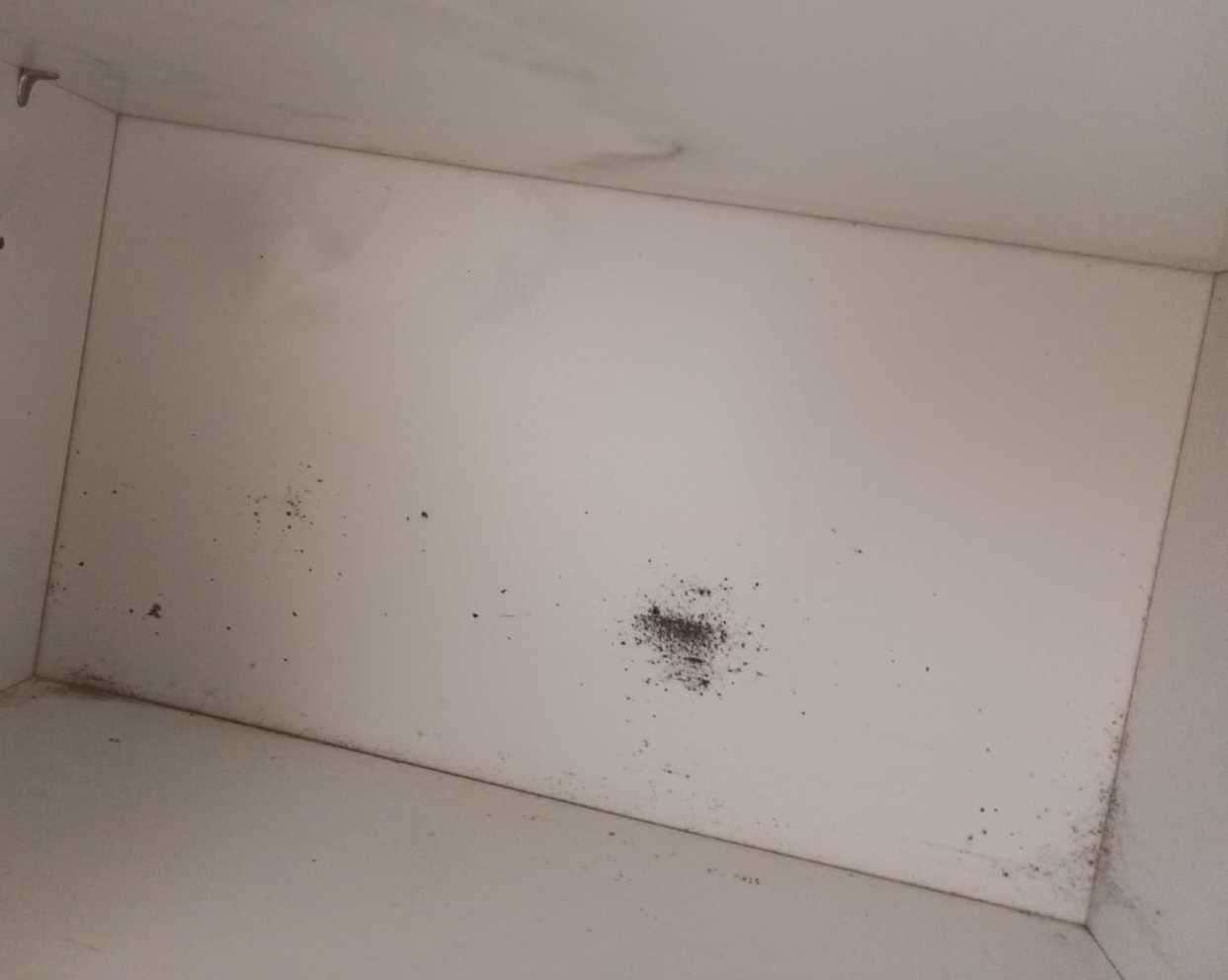 Mould spotted in the cabinet of the Rochester flat. Picture: Chelsea Hazelwood