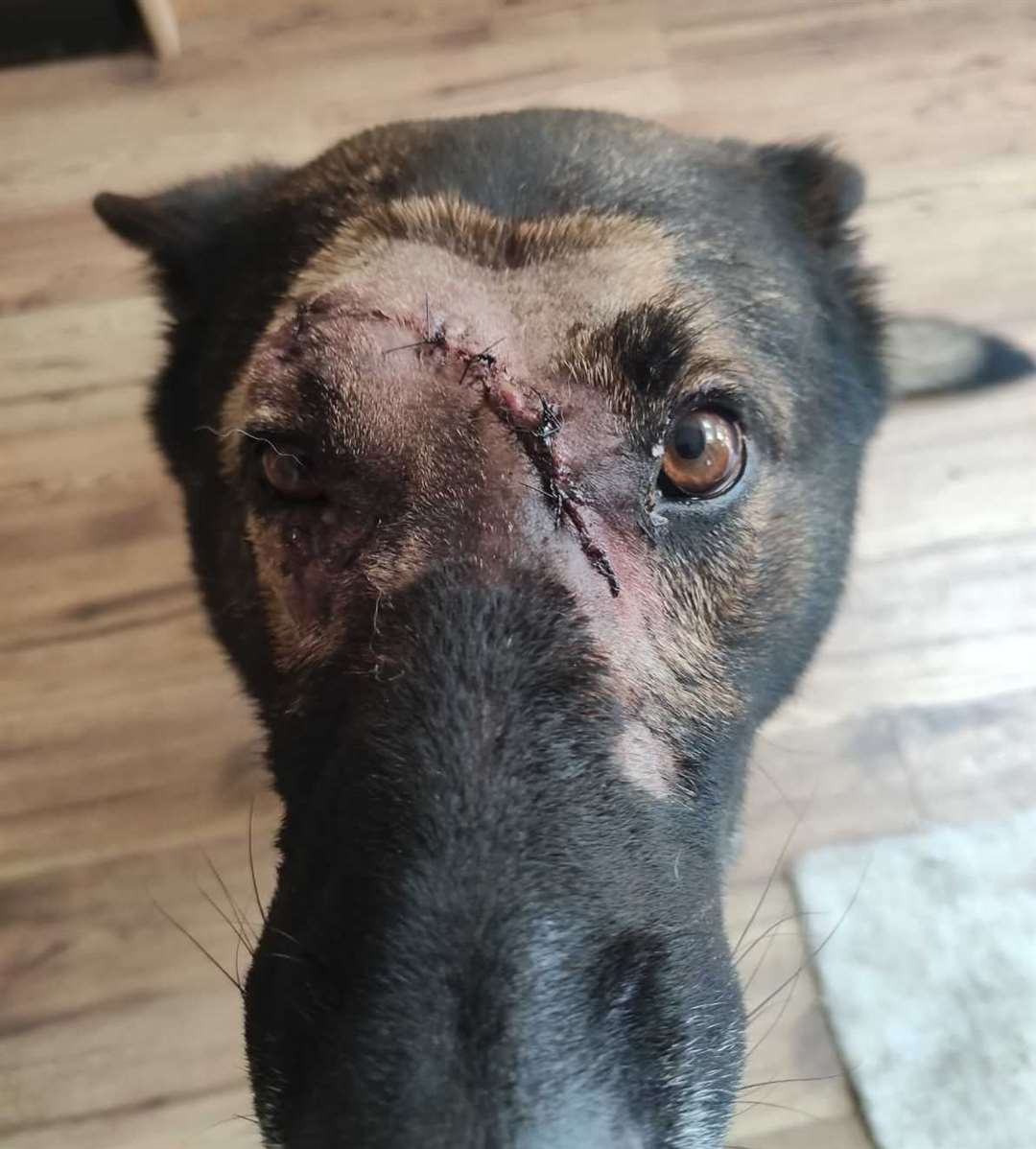 Police dog Kaiser required stitches but is expected to make a full recovery