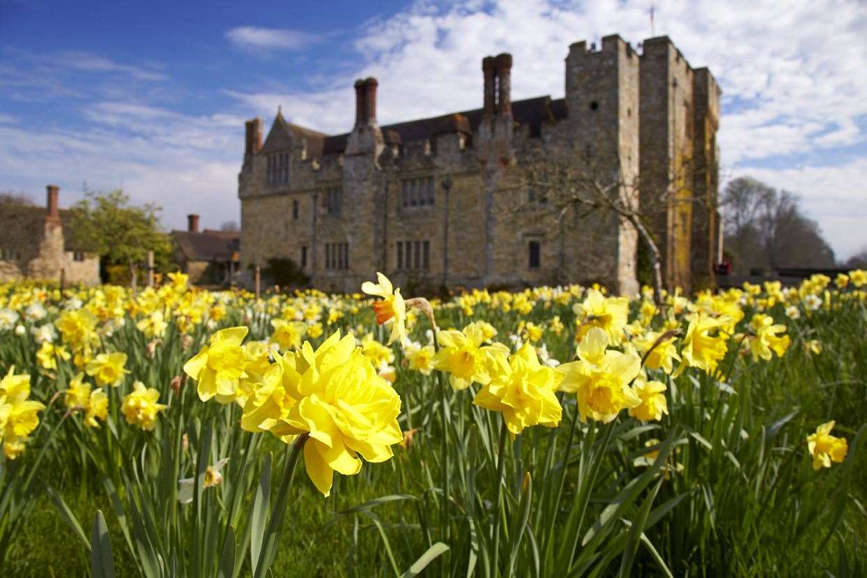 Dazzling Daffodils returns to Hever Castle this spring. Picture: Hever Castle and Gardens