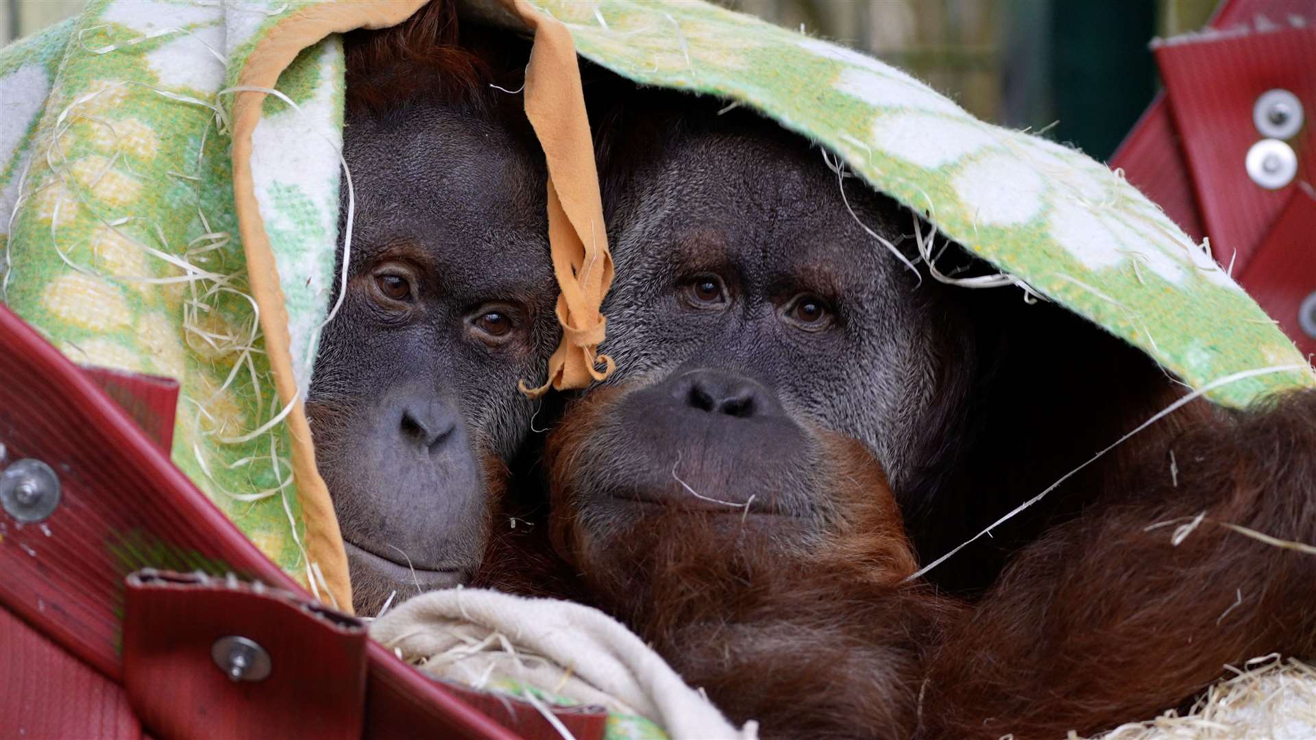 Two critically endangered Sumatran orangutans, Hadjah and Malou, arrived at Port Lympne earlier this month. Picture: Aspinall Foundation