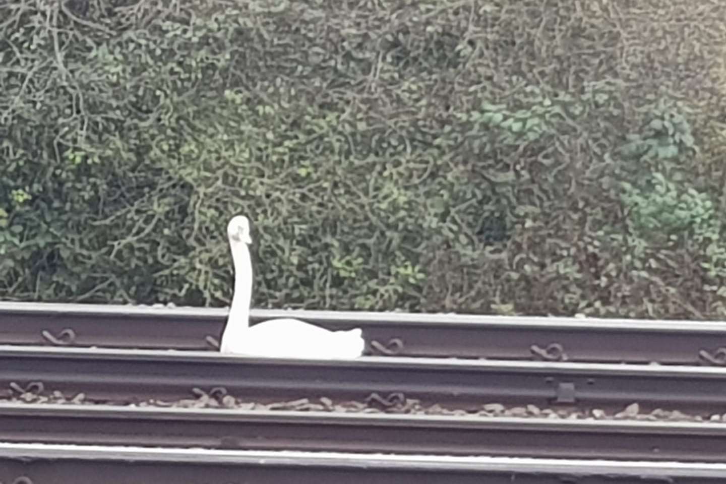 Trains have been advised to run slower after a swan trespassed on to the line at Sandwich. Picture: Dave Hughes