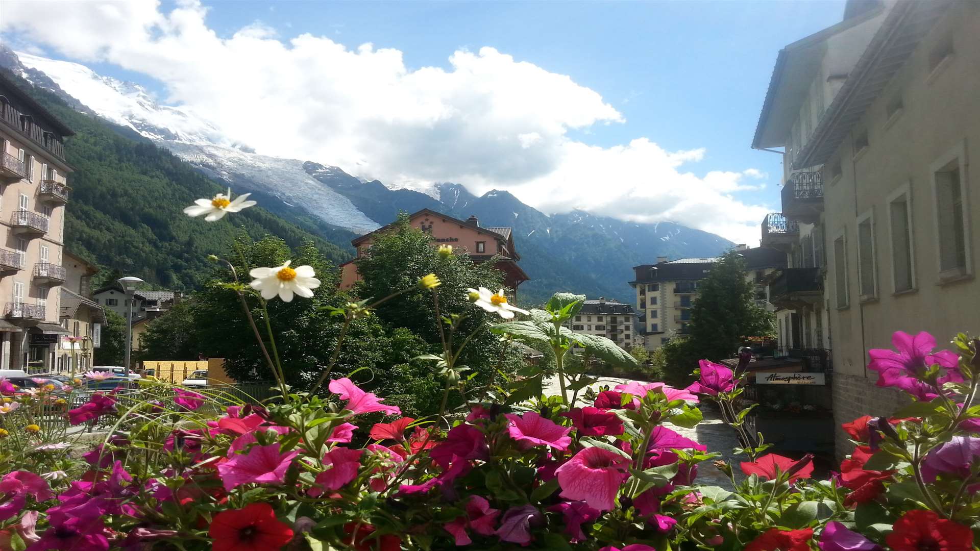 The flowers bloom amid a backdrop of mountains in sun-kissed Chamonix