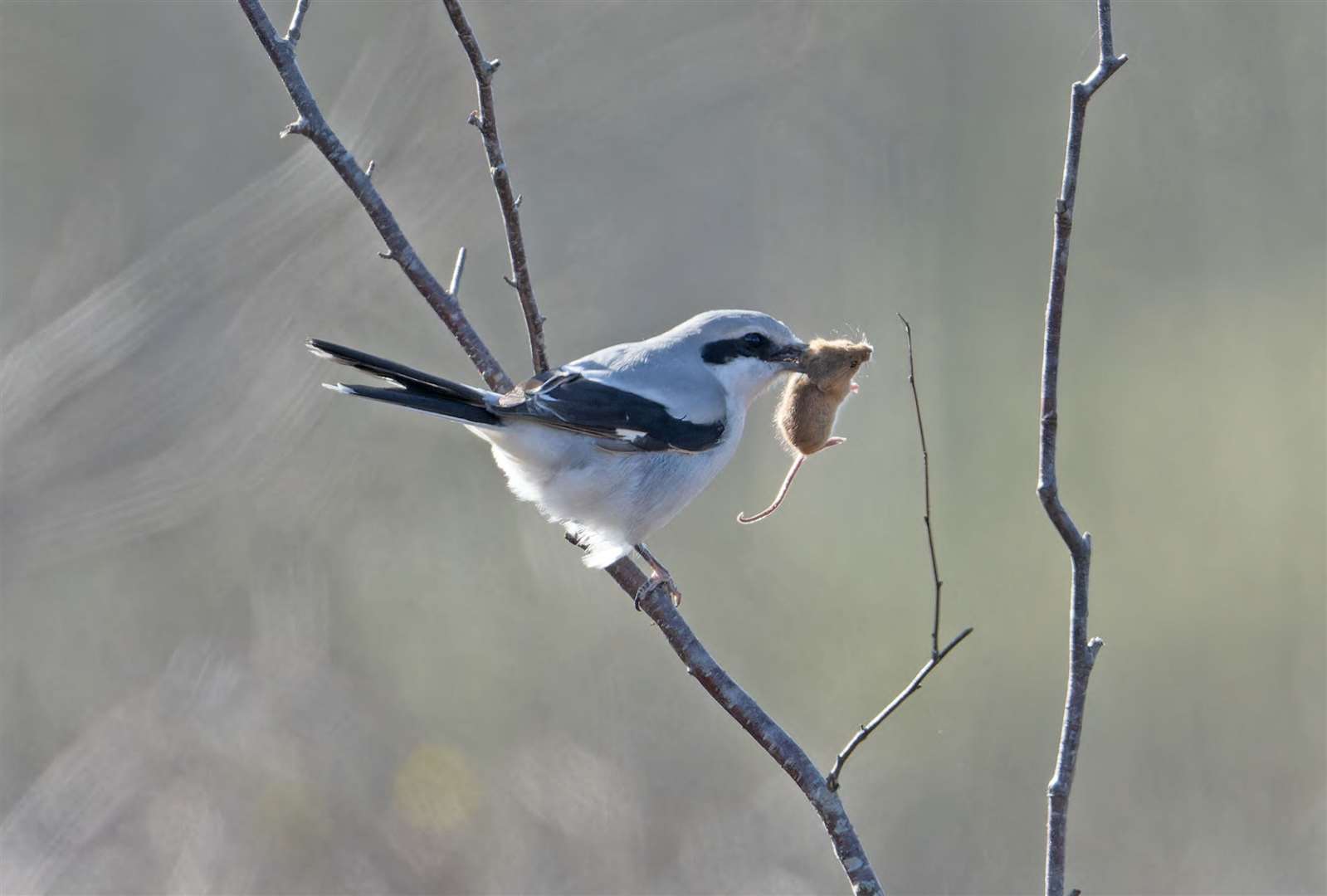 Photograph of a rare Great Grey Shrike, or 'butcher bird', captured at Hothfield Heath, Ashford, on April 11. Picture: SWNS / Chris Newman