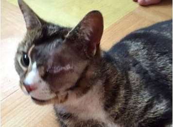 Scooby, a seven year-old male tabby and white cat, was shot in the eye
