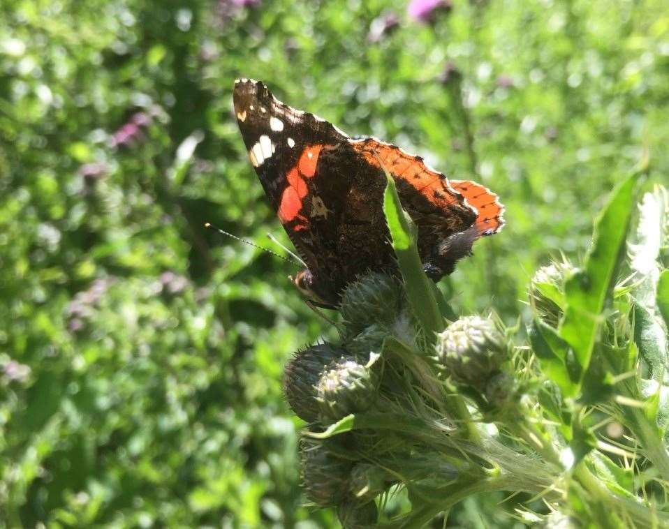 A Red Admiral on Creeping Thistle at Buckland Hill Nature Reserve in Maidstone