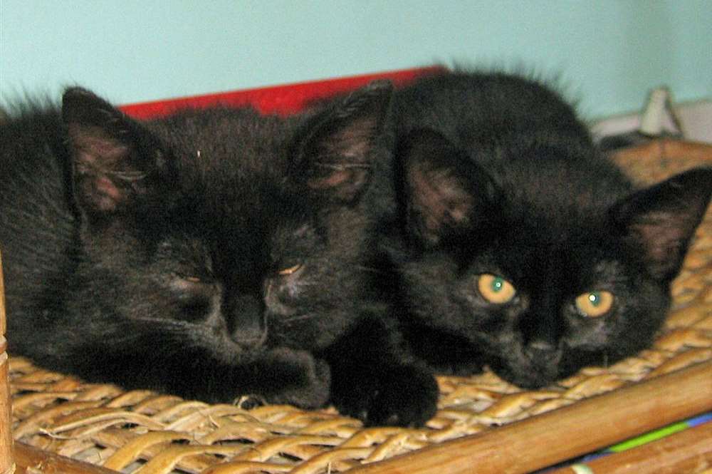 In happier times? Sonny and Joey as kittens