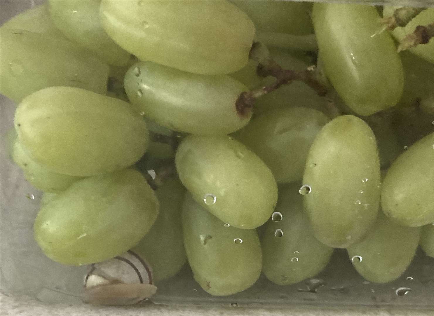 A snail was found in a pack of Sainsbury's grapes