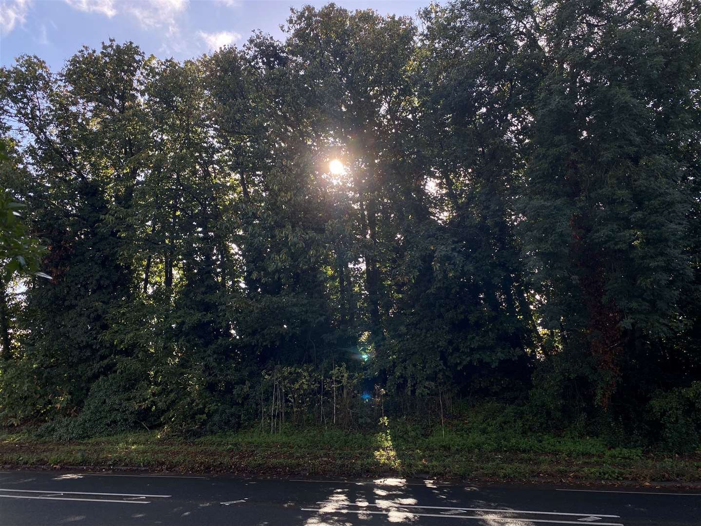 More trees along the A20 London Road in East Malling could be cut down