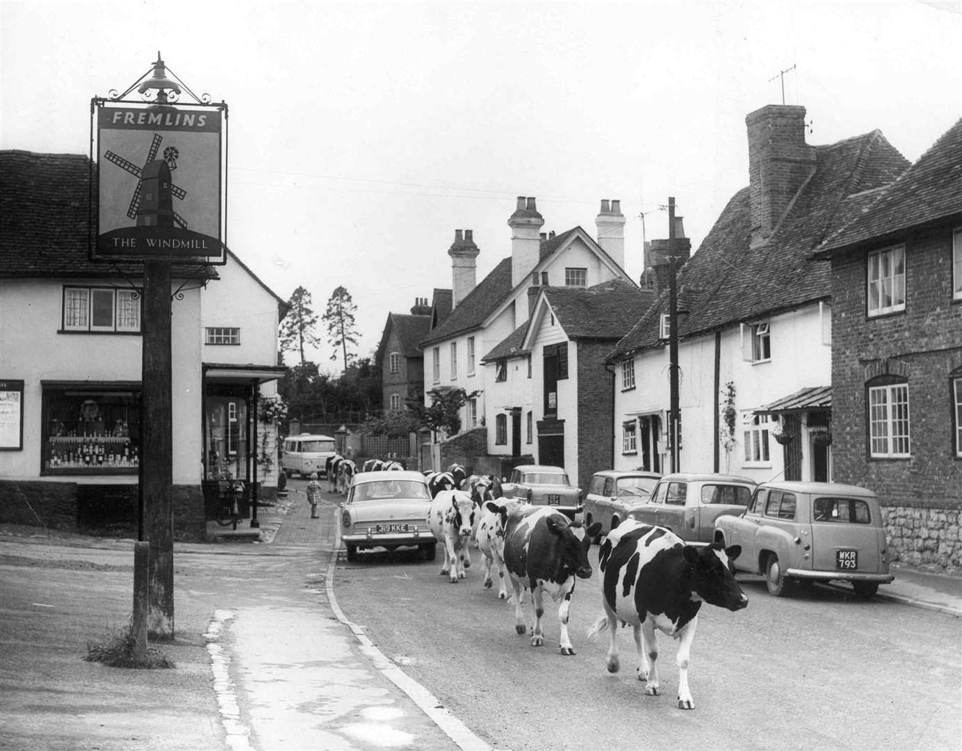 Cars had to give way to cattle at milking time in Hollingbourne in this 1950s scene