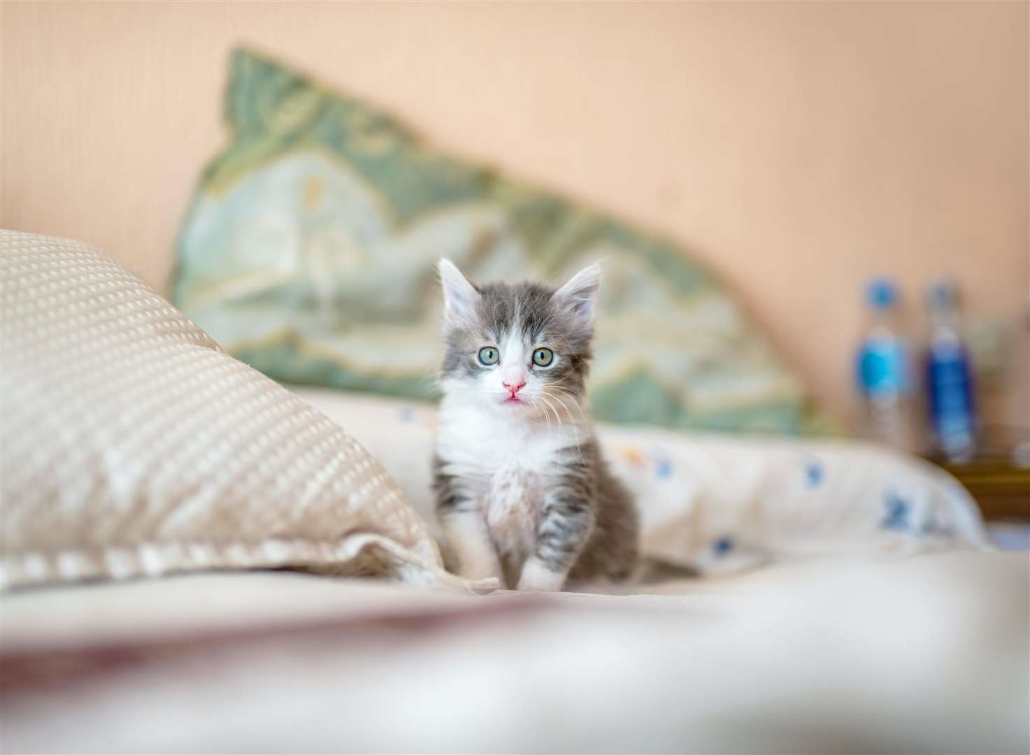 Cats like to squeeze into tight spaces. Picture: Kote Puerto, unsplash