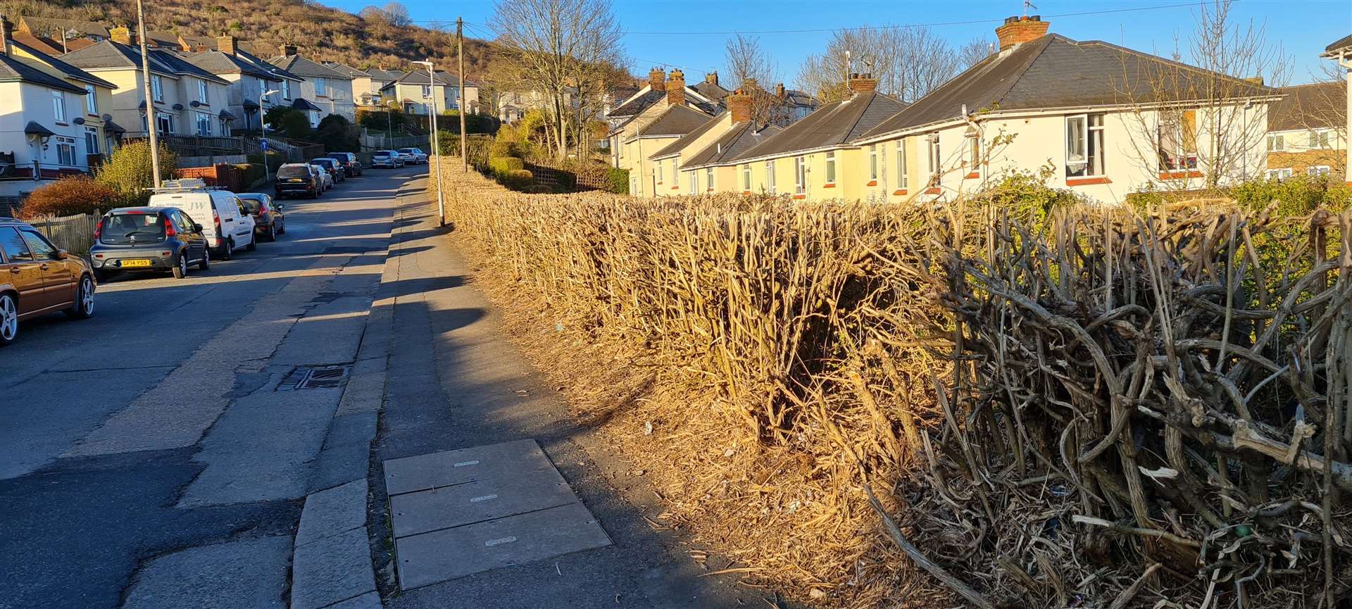 The hedge on February 27. Picture: Kevin Maynard