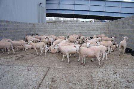 Sheep from a lorry deemed unfit to travel at the Port of Ramsgate. Picture: Mike Pett
