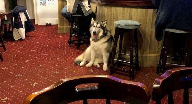 When Narla the Huskey came in she was happy to take up a position at the bar – but as soon as she heard a crisp bag rustle she was immediately on the move!