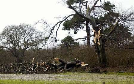 Damage caused by the storm in the countryside near Hythe. Picture: GARY BROWNE